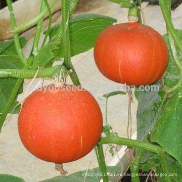 PU05 Hongli no.2 f1 semillas de calabaza redondas híbridas de color naranja para plantar, de 2 a 4 kg de peso, resistente al moho polvoriento